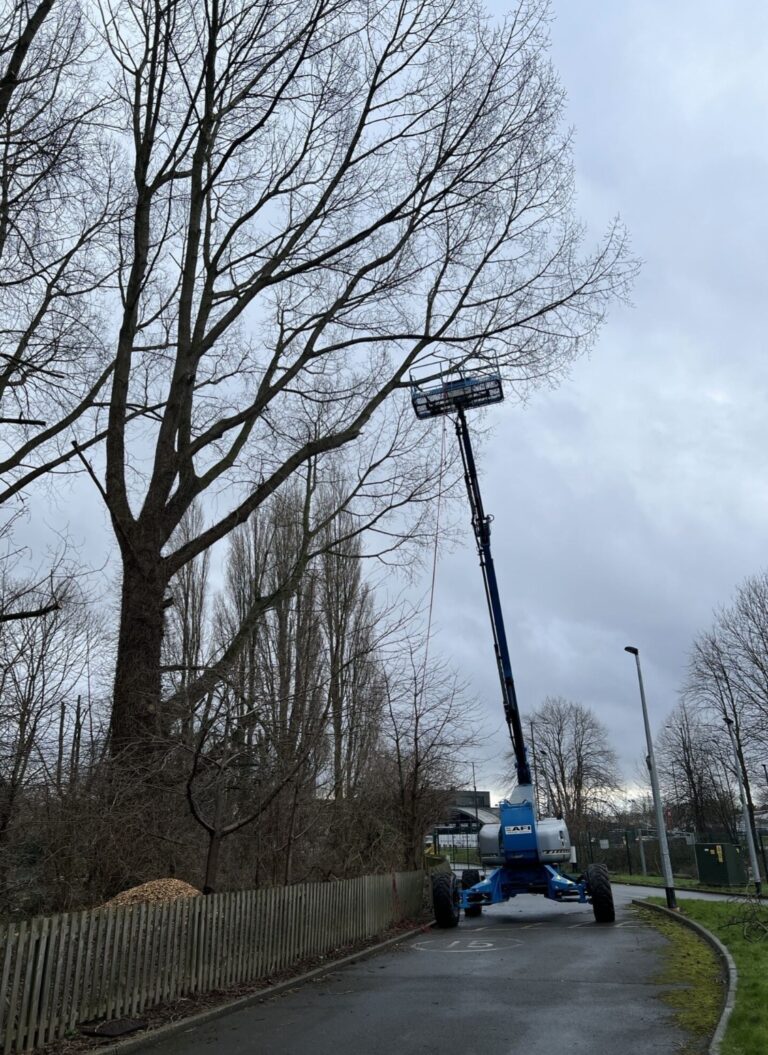 Tree specialists fined after worker falls from height – HSE Media ...